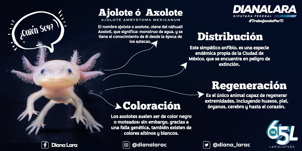 Mientras que hace 20 años habitaban 6 mil ajolotes por kilómetro cuadrado, en la actualidad se registran menos de 30. Expertos afirman que el ajolote mexicano -axolotl o Ambystoma mexicanum- no sobrevivirá más de 15 años de manera silvestre en los humedales de Xochimilco